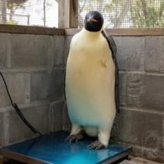 Gus the Penguin